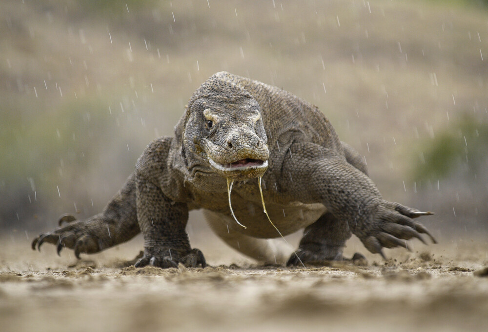 The legendary of Komodo dragons