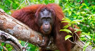 Natural habitat of Orang Utan